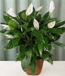  Spathiphyllum In Waterford Michigan Jacobsen's Flowers