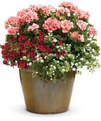 Beautiful Patio Planters In Waterford Michigan Jacobsen's Flowers