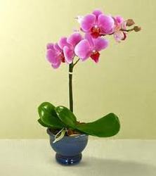 Beautiful Orchid Plants In Waterford Michigan Jacobsen's Flowers