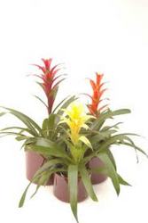 Tropical Bromiliad Plants In Waterford Michigan Jacobsen's Flowers