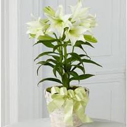 Easter Lily Plant  In Waterford Michigan Jacobsen's Flowers