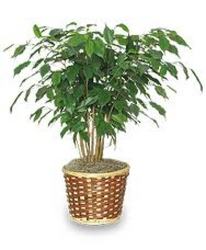 Ficus Tree In Waterford Michigan Jacobsen's Flowers