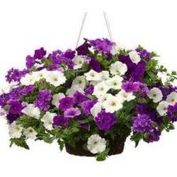 Outdoor  Annual Baskets In Waterford Michigan Jacobsen's Flowers