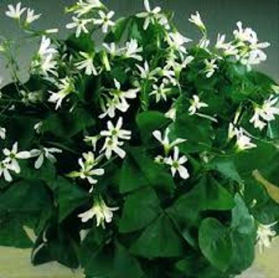 Shamrock 