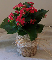 Kalancho Plant In Waterford Michigan Jacobsen's Flowers
