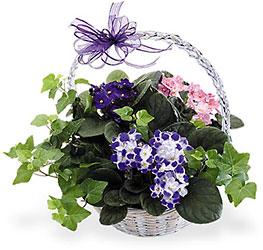 Bloomers and Ivy In Waterford Michigan Jacobsen's Flowers