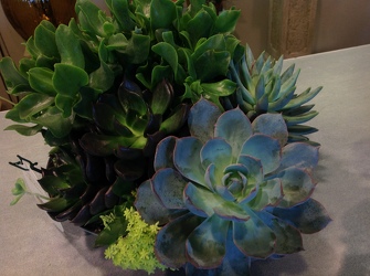 SUCCULENT CREATIONS In Waterford Michigan Jacobsen's Flowers