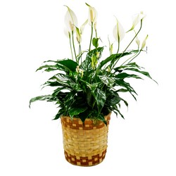 Peace Lily Basket - Medium In Waterford Michigan Jacobsen's Flowers