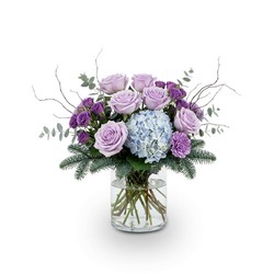 Lavender Frost Radiance In Waterford Michigan Jacobsen's Flowers
