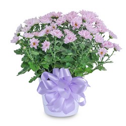 Lavender Chrysanthemum in Ceramic Container In Waterford Michigan Jacobsen's Flowers