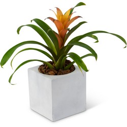 Bromeliad Mini In Waterford Michigan Jacobsen's Flowers