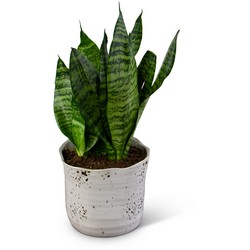 Snake Plant In Waterford Michigan Jacobsen's Flowers