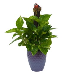 Pothos on Pole in Special Container In Waterford Michigan Jacobsen's Flowers