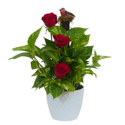 Green plant in Ceramic with Fresh Roses In Waterford Michigan Jacobsen's Flowers