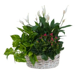 Living Garden Plant Basket In Waterford Michigan Jacobsen's Flowers