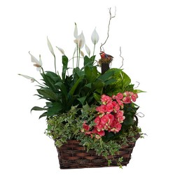 Living Blooming  Garden Basket  In Waterford Michigan Jacobsen's Flowers