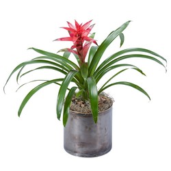 Bromeliad In Waterford Michigan Jacobsen's Flowers