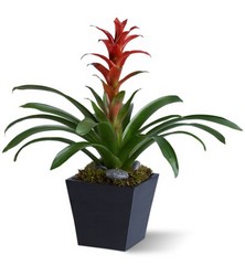 Bright Bromeliad- SOLD OUT* In Waterford Michigan Jacobsen's Flowers