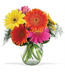  Fiesta Gerbera Vase In Waterford Michigan Jacobsen's Flowers