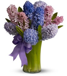 Fragrant Hyacinth In Waterford Michigan Jacobsen's Flowers