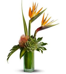Birds of Beauty In Waterford Michigan Jacobsen's Flowers
