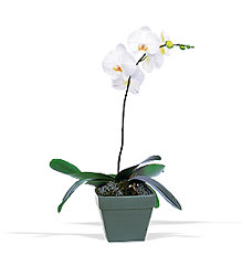 Phalaenopsis Orchid Plant In Waterford Michigan Jacobsen's Flowers