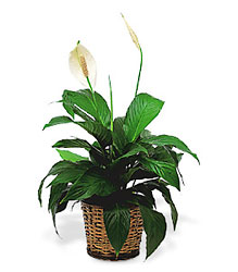 Small Spathiphyllum Plant In Waterford Michigan Jacobsen's Flowers