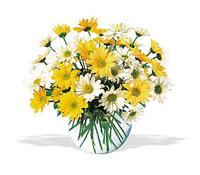 Dashing Daisies In Waterford Michigan Jacobsen's Flowers