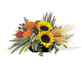 Sunflower Harvest In Waterford Michigan Jacobsen's Flowers