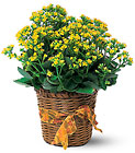 Flowering Kalanchoe In Waterford Michigan Jacobsen's Flowers